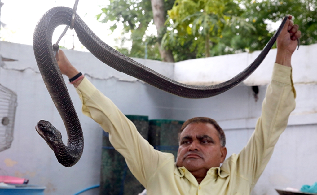 El "hombre serpiente" de la India: ha atrapado más de ¡222 mil reptiles en 30 años!