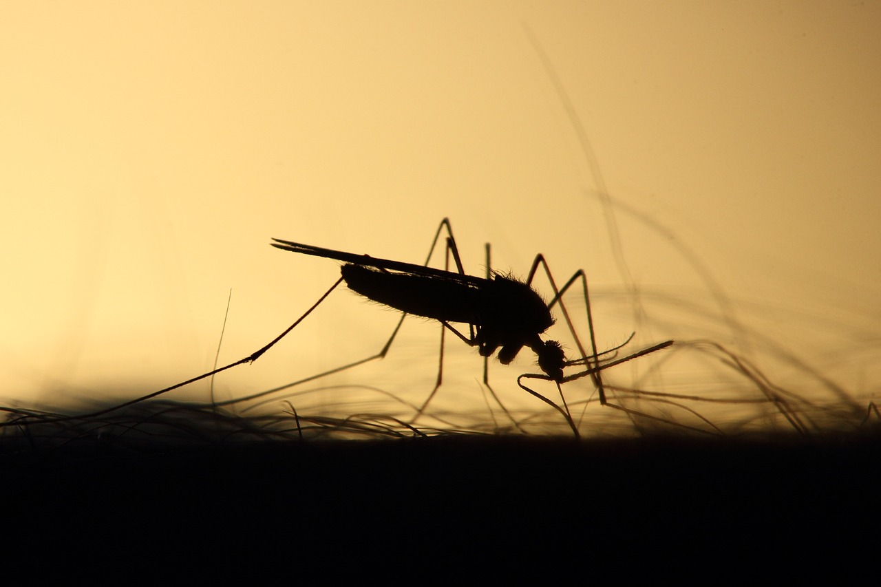 Honduras declara "alerta máxima" por brote de dengue con más de 16 mil casos y 10 muertos