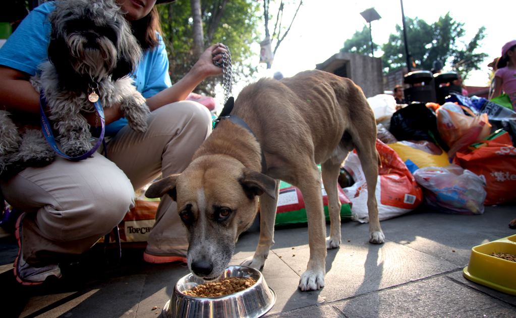 Edomex anuncia acopio de alimentos para mascotas para damnificados por el huracán Otis