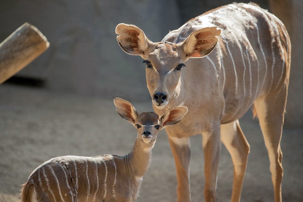 Visita estos zoológicos y acuarios del mundo sin salir de tu hogar