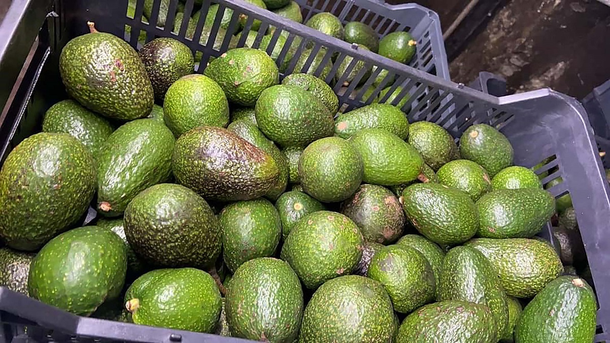 Precio del kilo de aguate alcanza casi los 100 pesos en Querétaro 