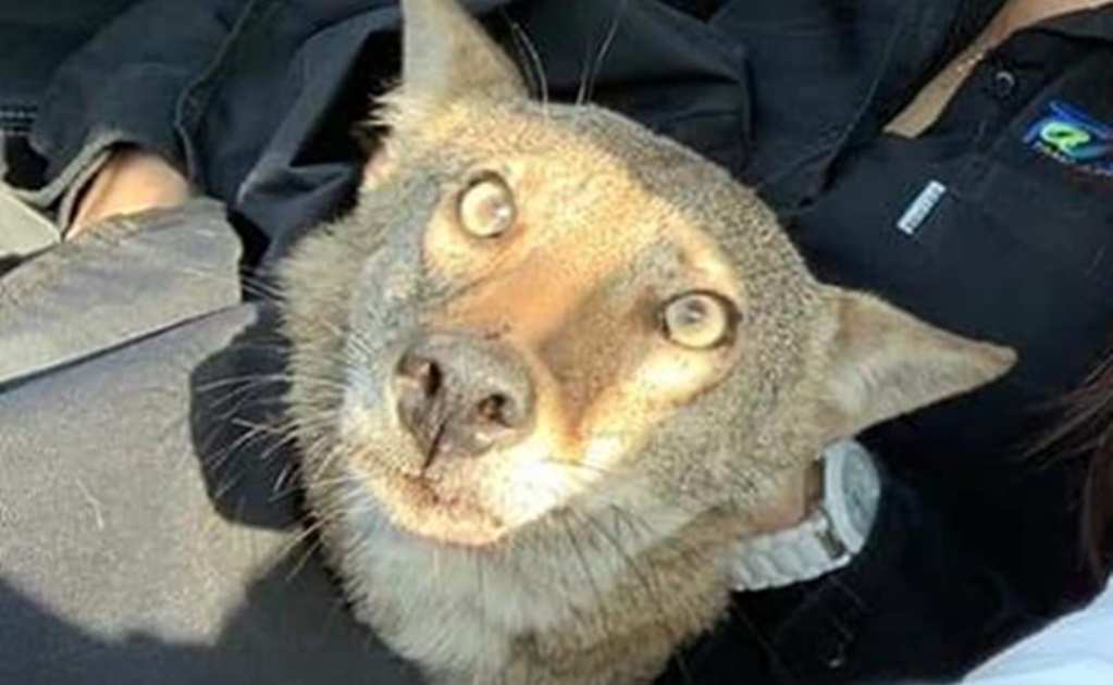 Fallece “Pancho”, el coyote que confundieron con un perro