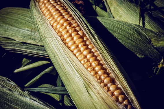 Este es el alimento ancestral que contiene magnesio y mejora la salud digestiva