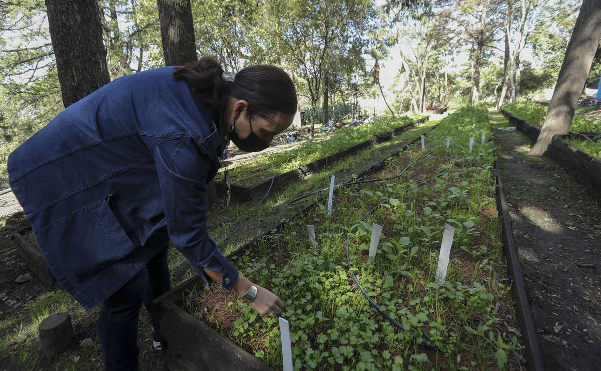 Sader anuncia programa para uso de polinizadores; busca mejorar seguridad alimentaria