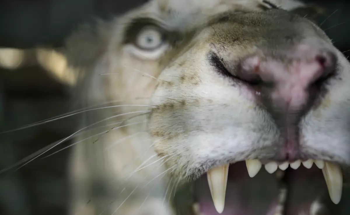 Nacen leones blancos en zoo de Venezuela y abre una esperanza para esta rara subespecie