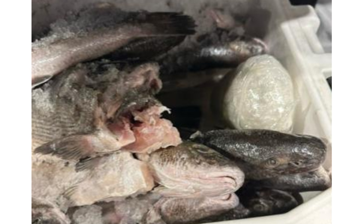 Decomisan metanfetamina en una hielera llena de pescado en Calexico, EU