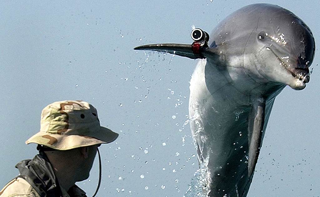 Afirma Hamas haber capturado a "delfín espía" de Israel