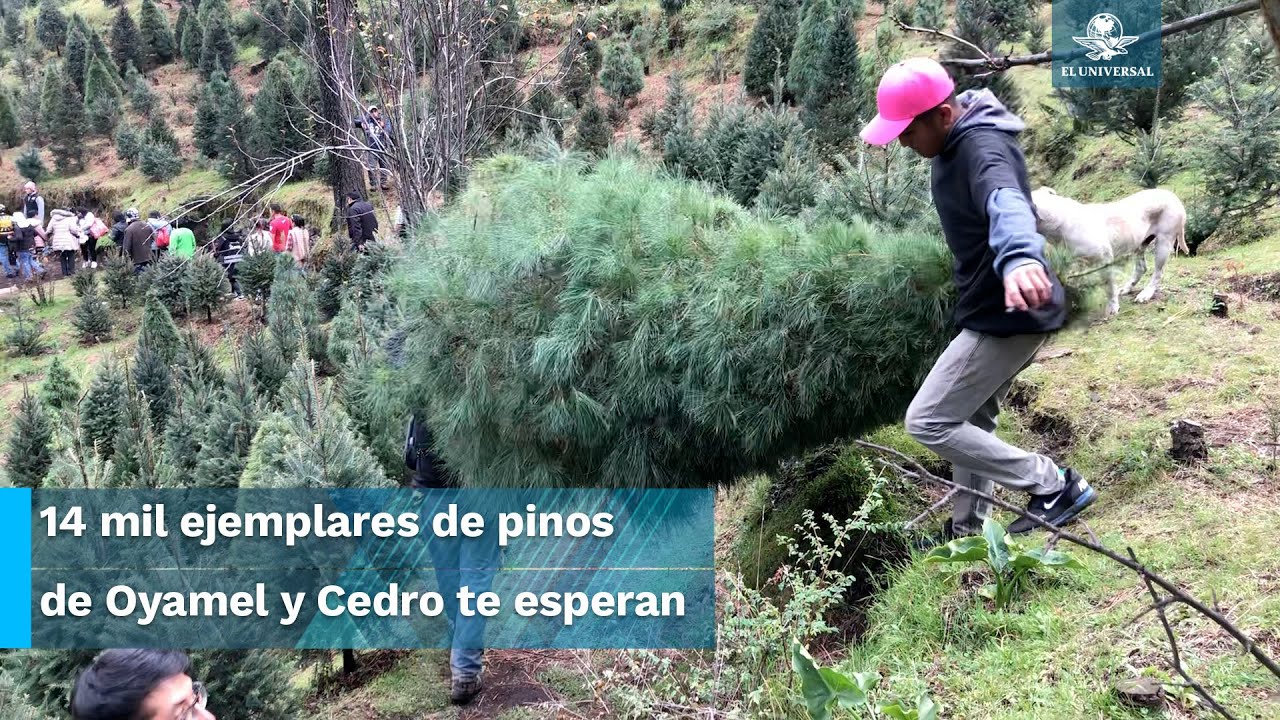 ¡Ya huele a Navidad!: La tradición de escoger y cortar tu arbolito en Tlalpan 