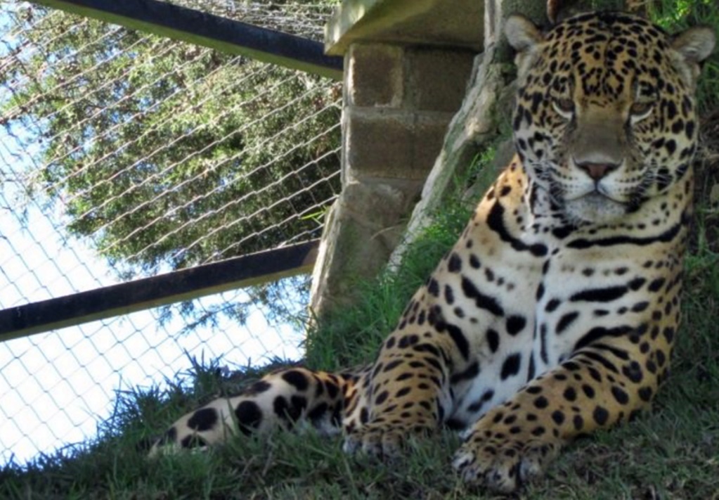Profepa traslada 2 jaguares a “Yaguar Xoo” en Oaxaca