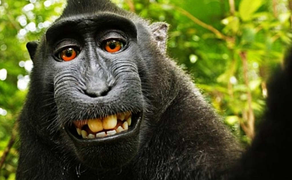 Dan revés legal a macaco; rechazan darle derechos de autor por su selfie