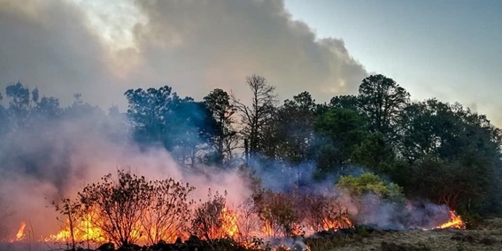 Diputadas proponen crear fondo para combatir incendios forestales en Oaxaca
