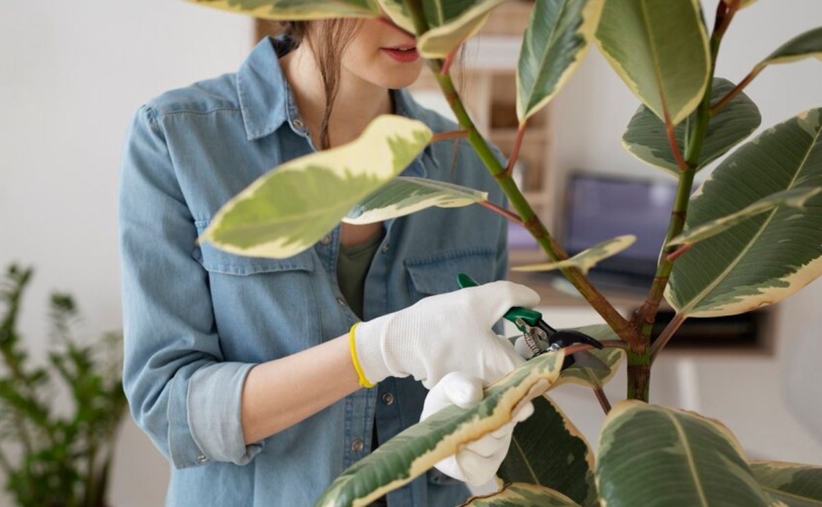 Conoce los motivos por los que las hojas de tus plantas se ponen marrones