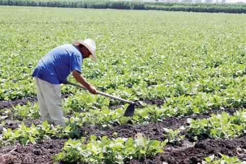 La agricultura aún despunta en Querétaro