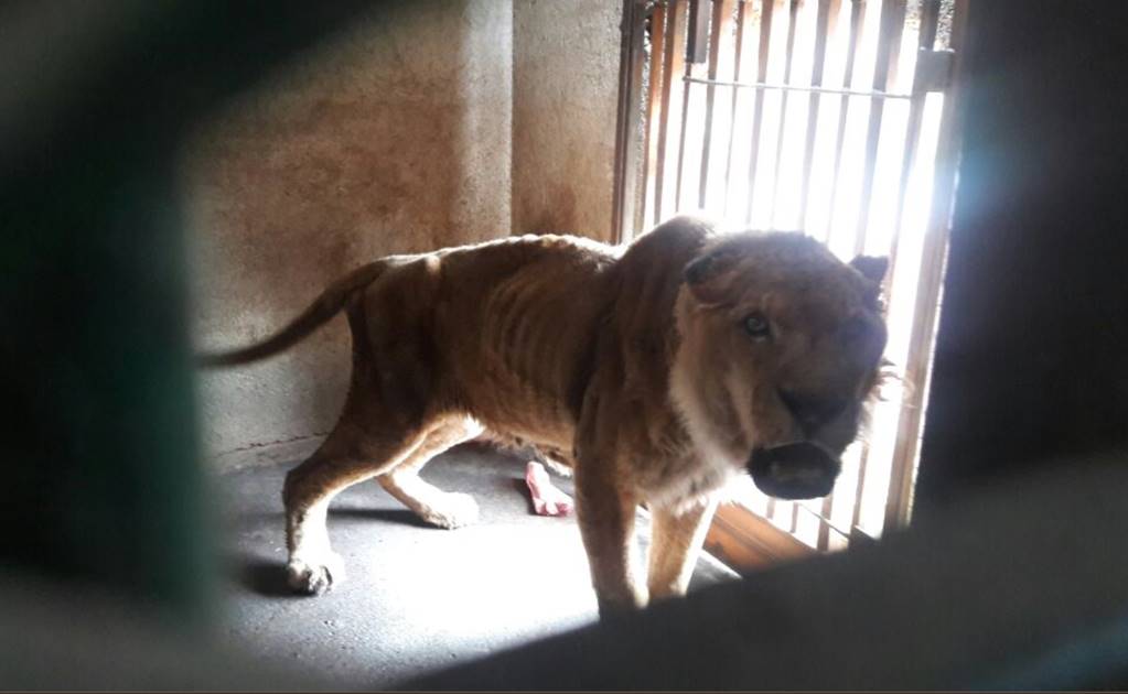 Aseguran a león africano senil en zoológico de Guanajuato