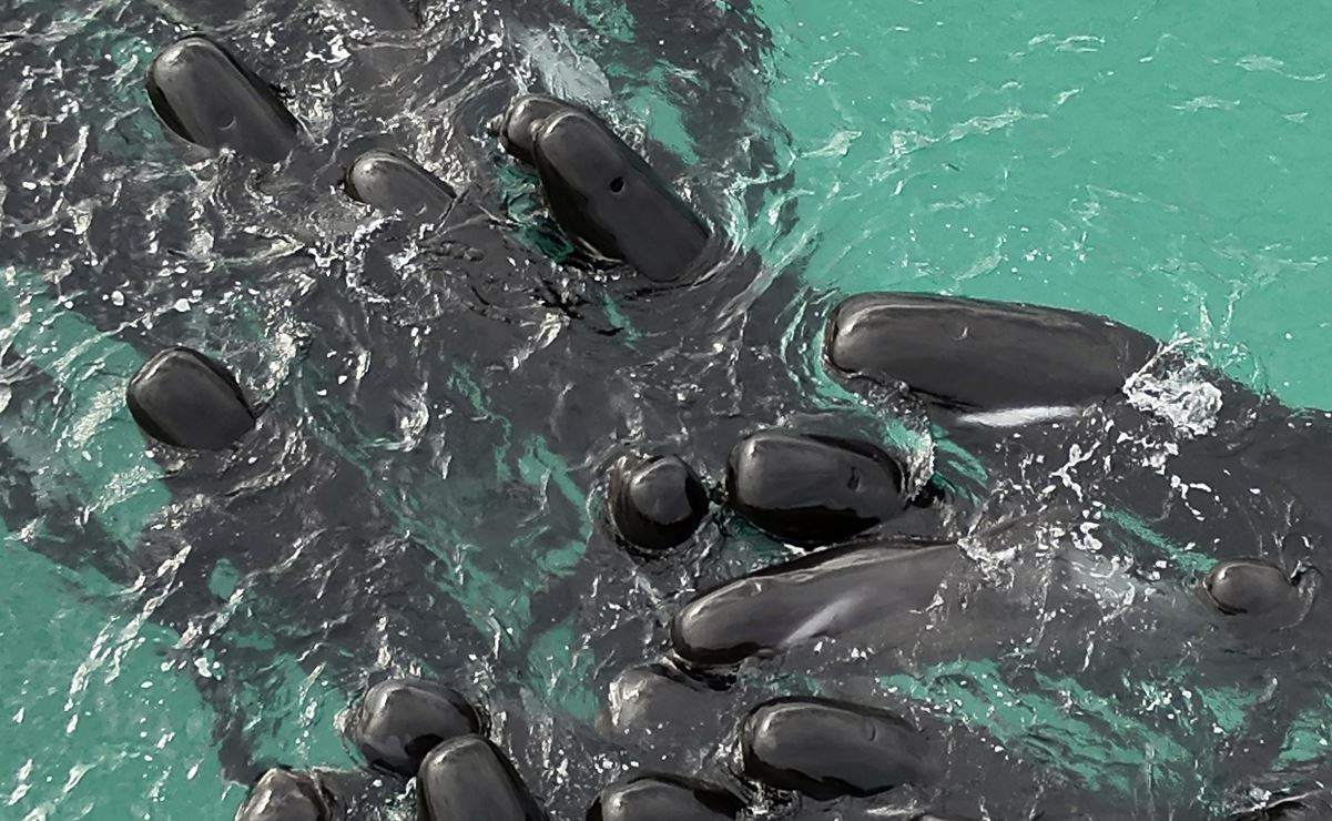 Mueren 51 ballenas varadas en playa de Australia