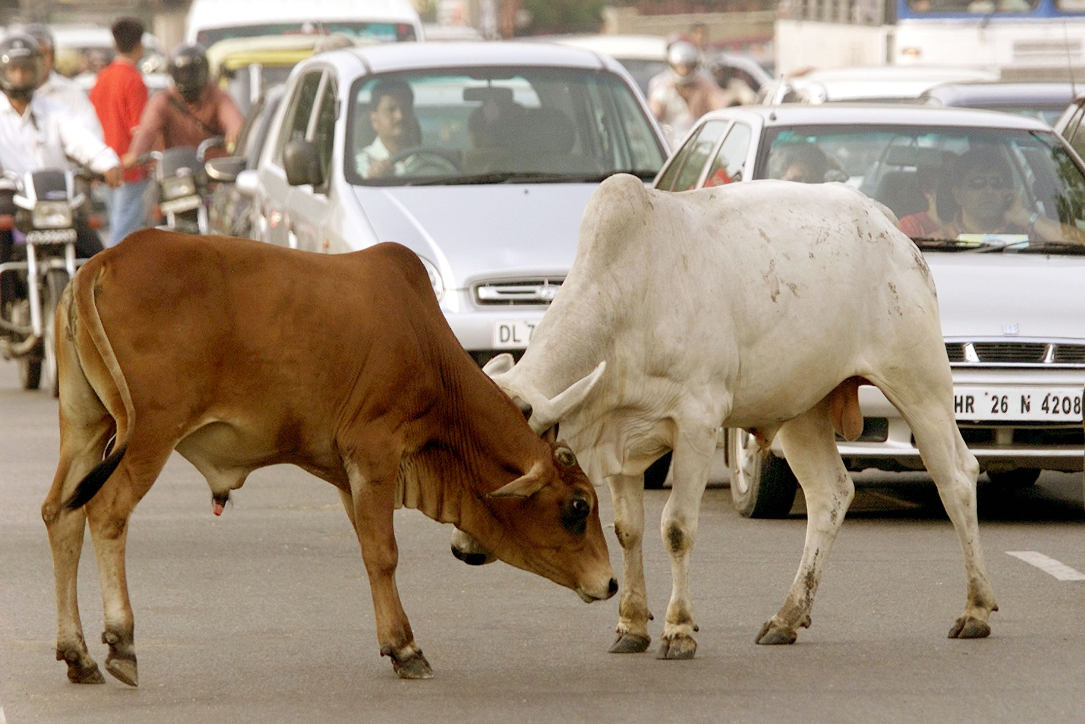 Linchan a musulmán en la India tras ser acusado de "traficar" vacas