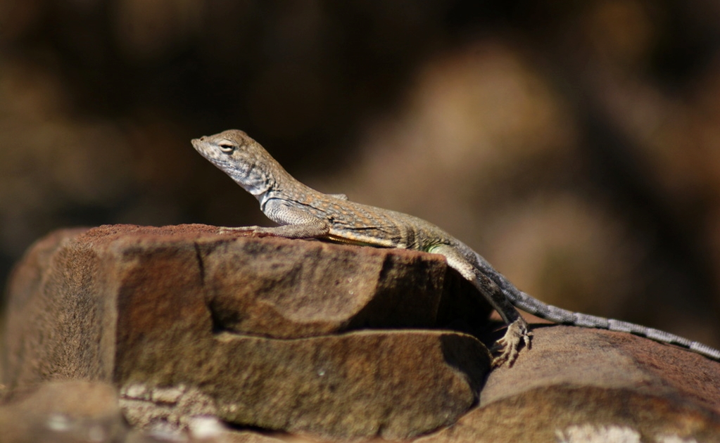 Climate change threatens 9 lizard species in Mexico