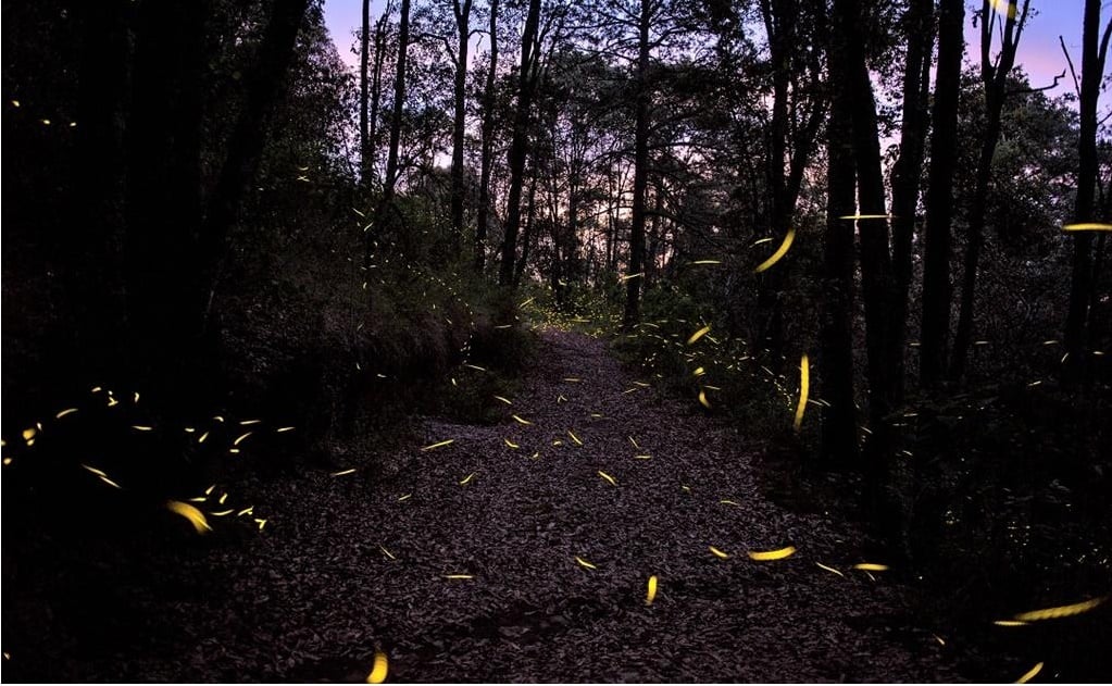 Preserving the firefly forest in Tlaxcala