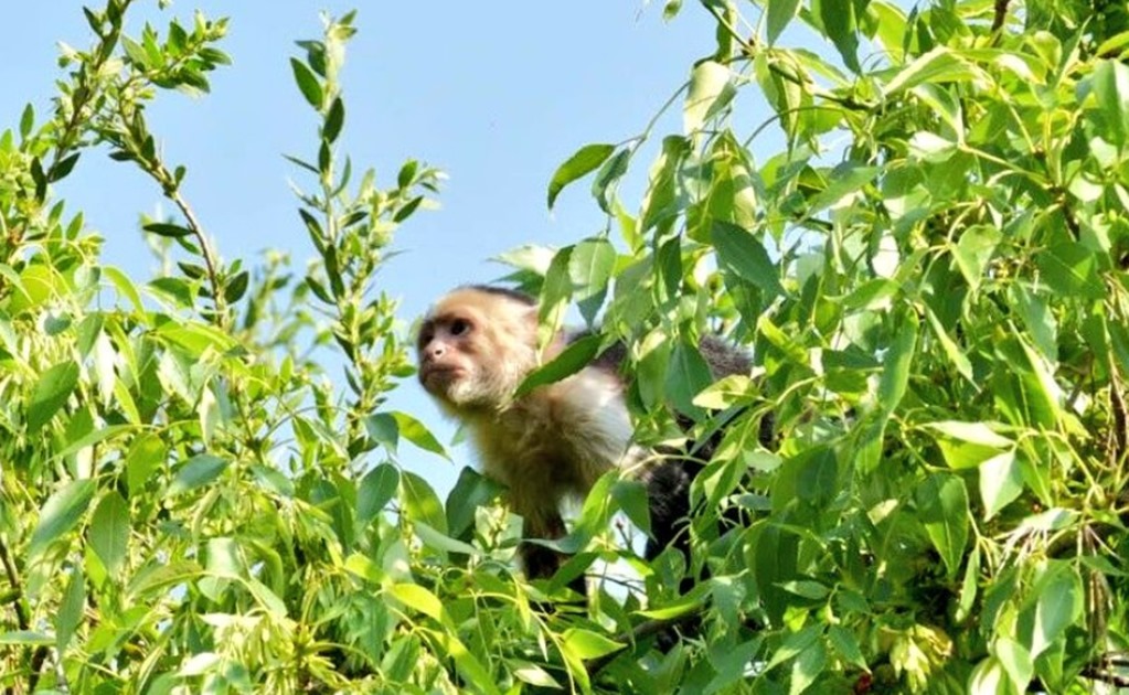 Tranquilizador no durmió a mono capuchino en Lomas de Chapultepec