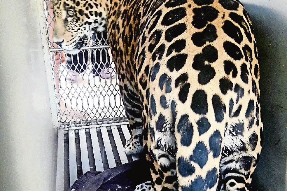 Profepa decomisa un jaguar y un león africano 