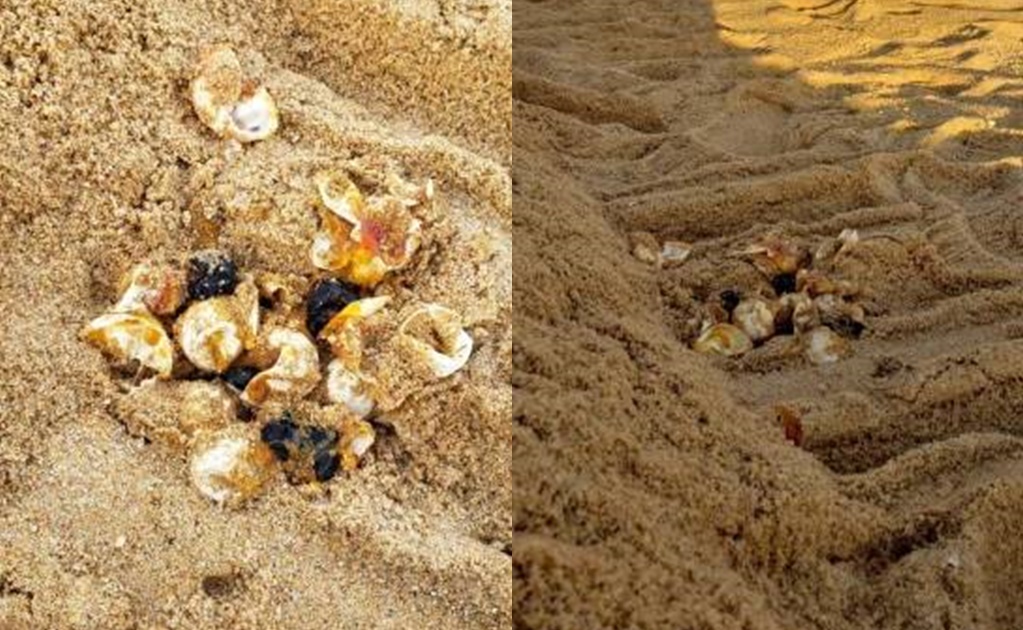 Denuncian destrucción de nido de tortuga en Cabo San Lucas