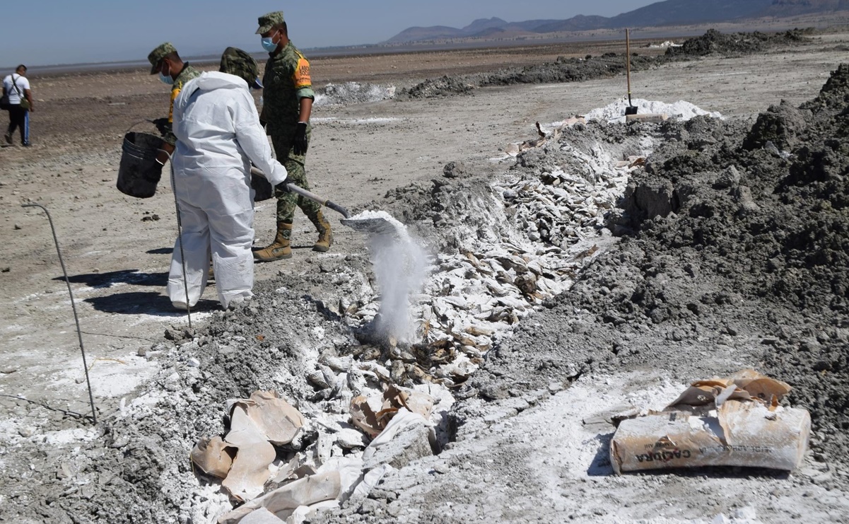 Avanza limpieza de peces muertos en la laguna de Bustillos en Chihuahua