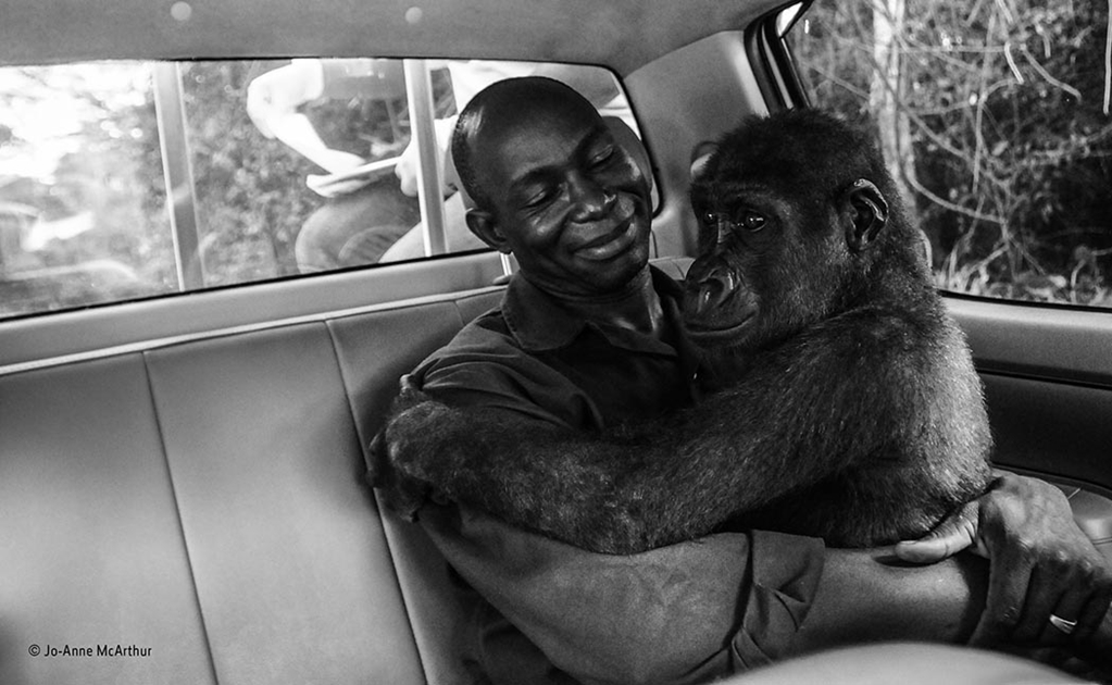 La conexión entre un hombre y un gorila gana concurso internacional 