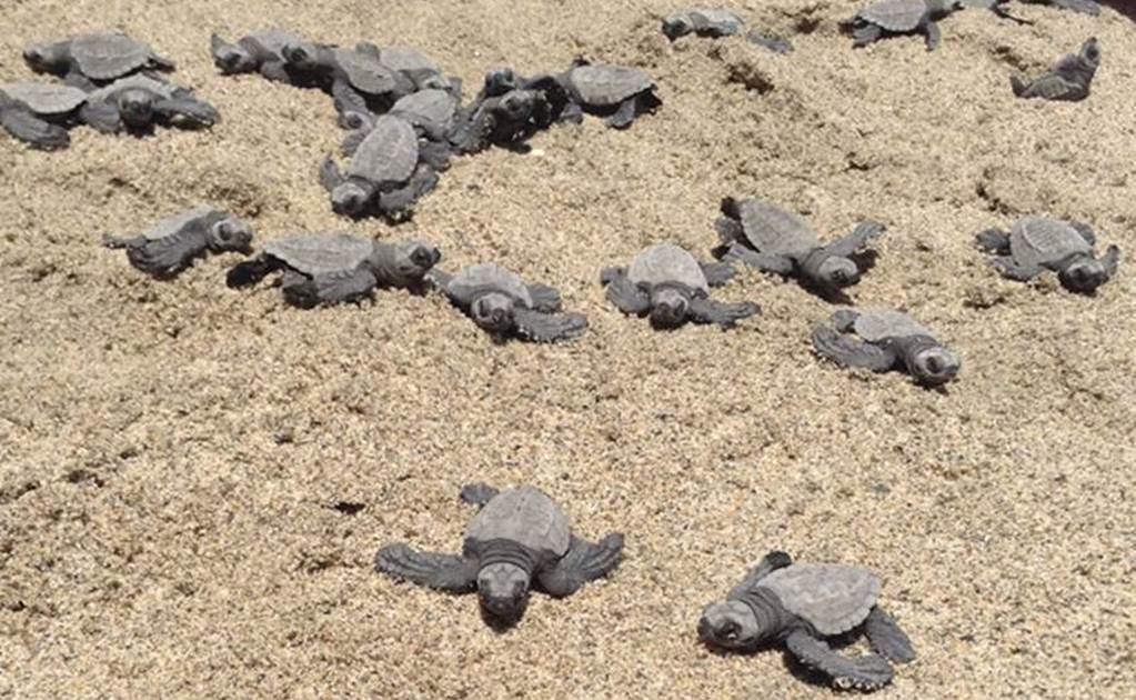 Instalan comité para proteger a la tortuga marina en QRoo