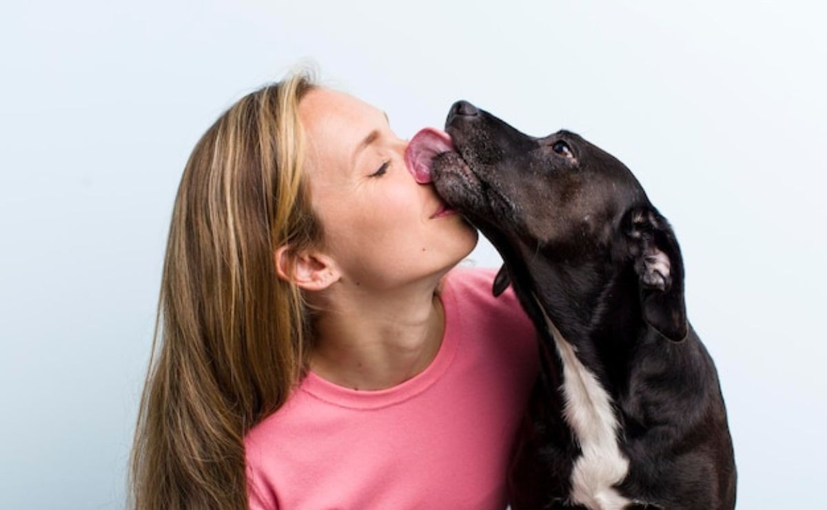 Estas son las enfermedades que transmiten los perros con la saliva, según veterinaria