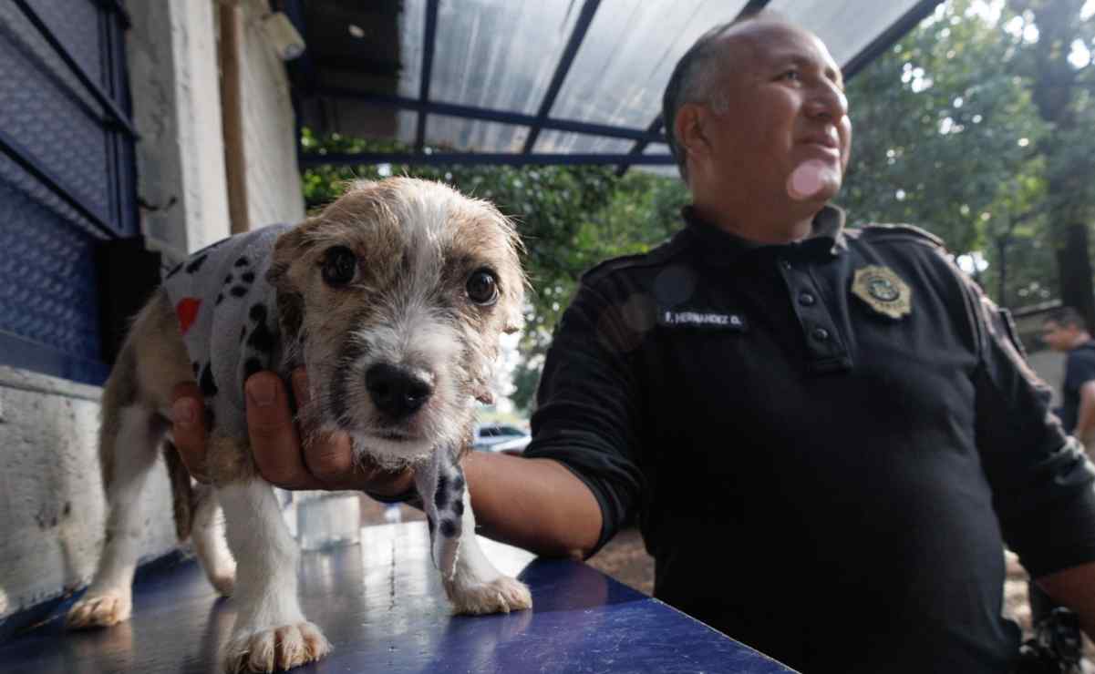 ¡Te están esperando! Más de 300 perritos rescatados por Brigada de Vigilancia Animal de la SSC buscan un nuevo hogar