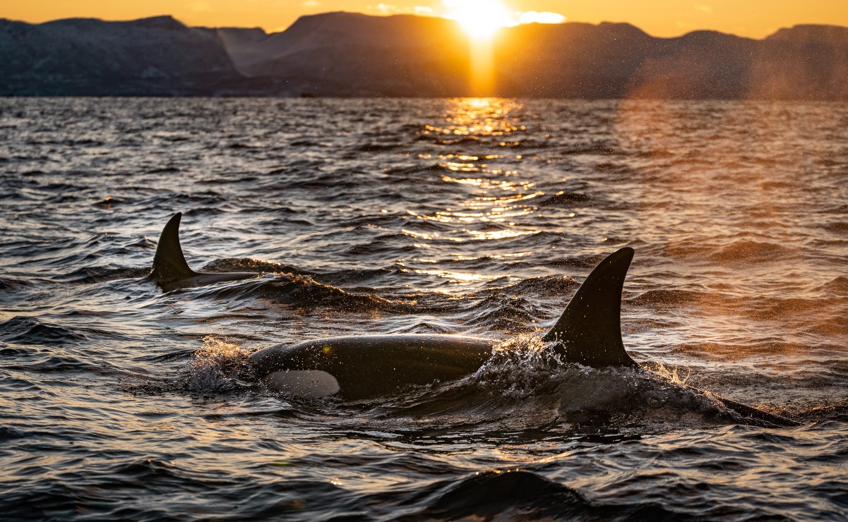 ¿Sabías que las orcas pertenecen a la familia de los delfines? Te contamos todo al respecto
