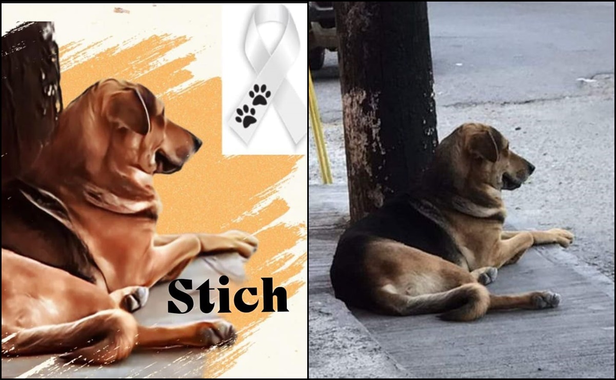 Murió "Stich", perrito golpeado por robar un pan en Chilpancingo, Guerrero