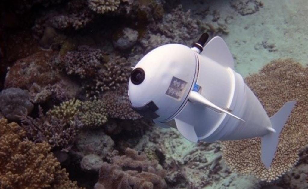Conoce a "SoFi", el pez robótico del MIT para documentar la vida marina