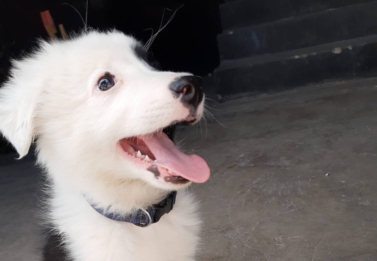 Buscan a Zeus, es integrante del H. Cuerpo de Bomberos de Querétaro 