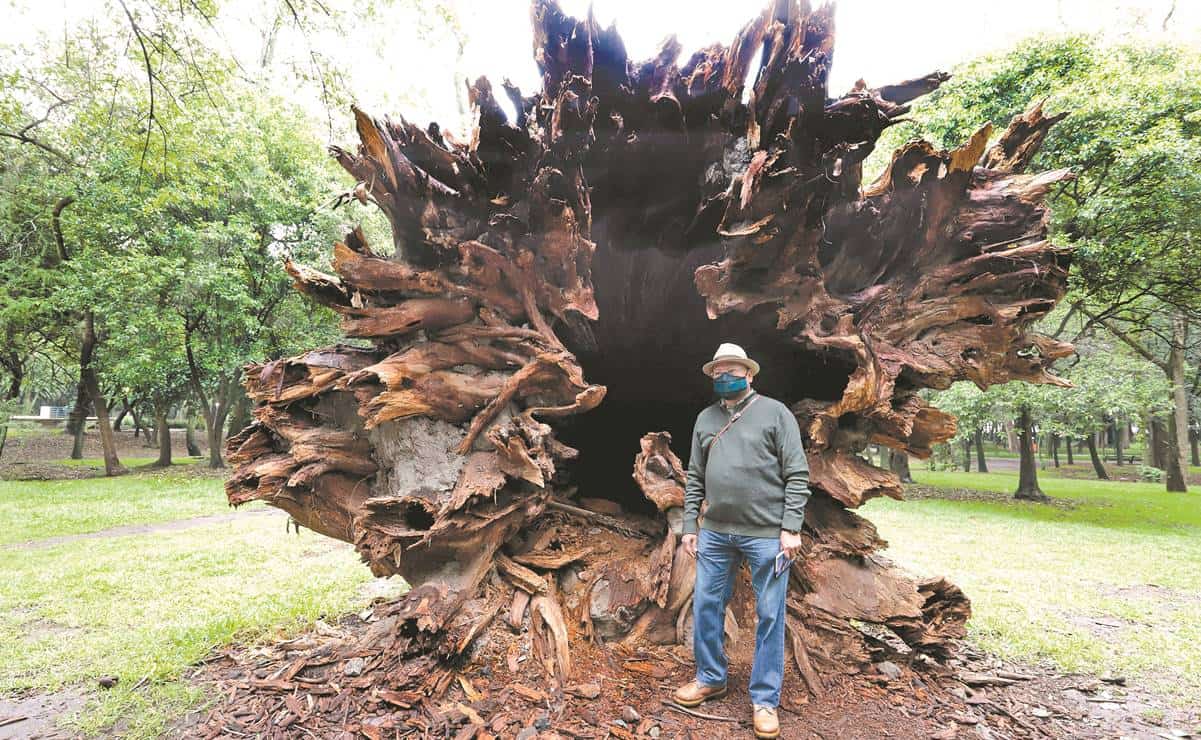 Los ahuehuetes de Chapultepec, árboles sagrados, pero profanados