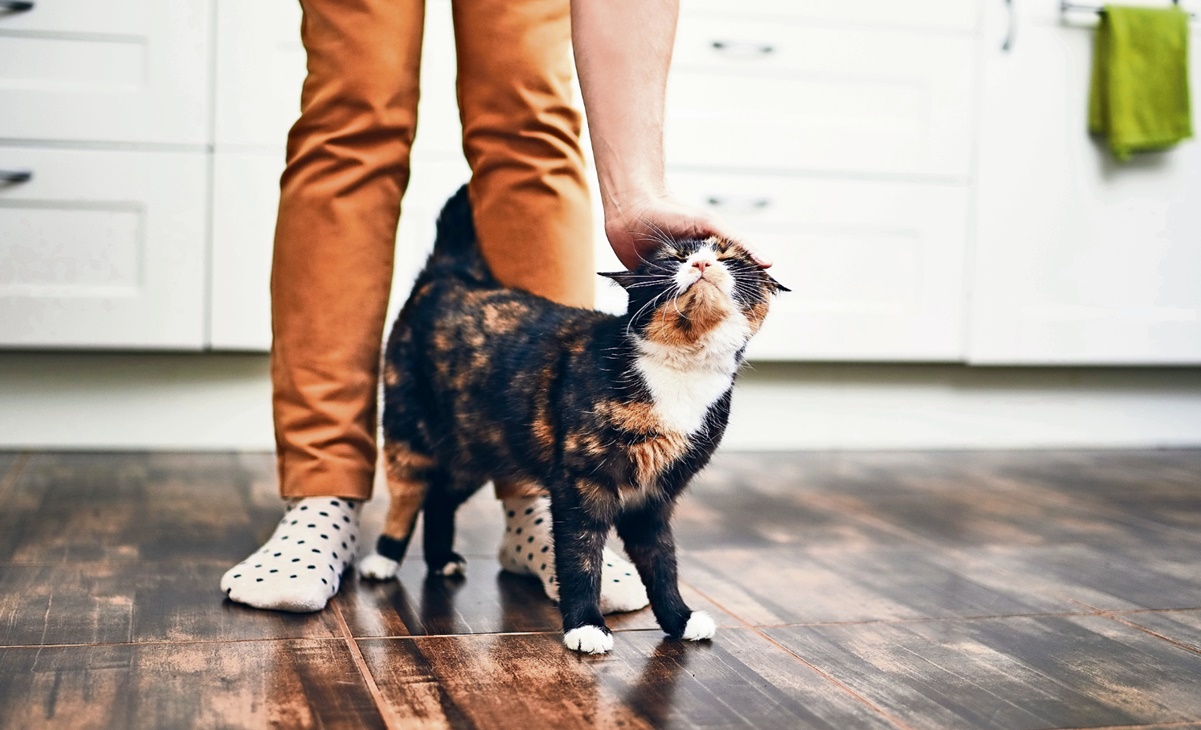 Día Internacional del Gato, ¿por qué lo celebramos tres veces al año?