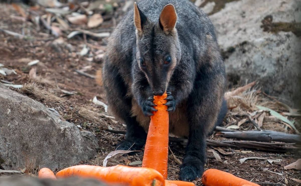 Lanzan zanahorias para animales afectados por los incendios en Australia
