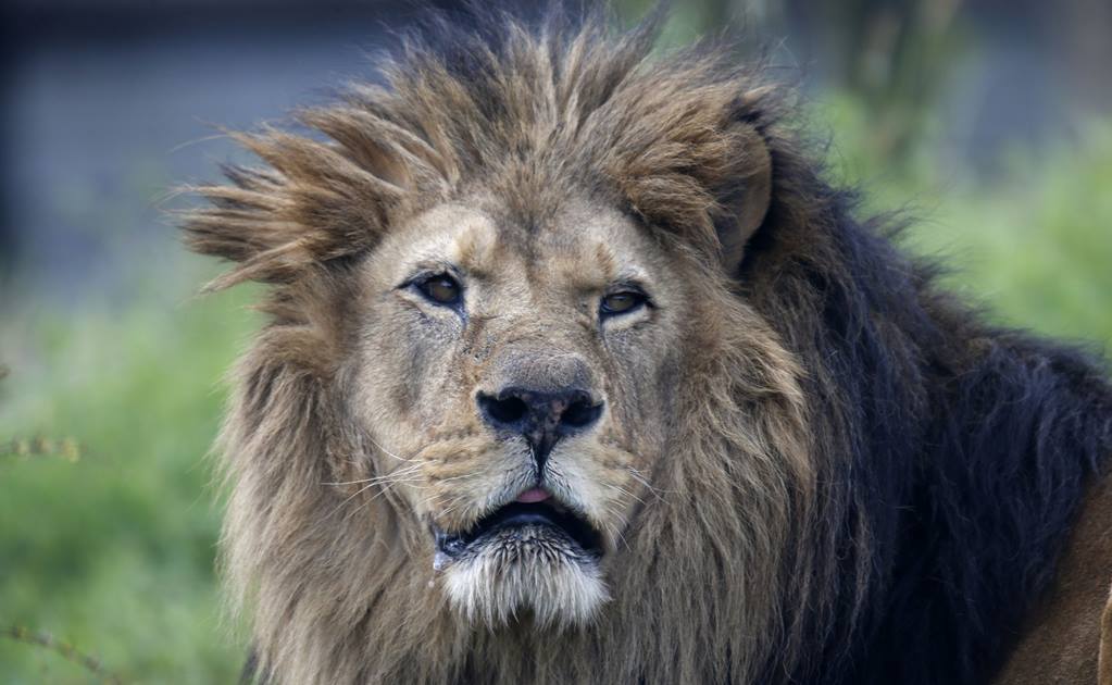 Hombre muere tras ser atacado por su propio león en República Checa