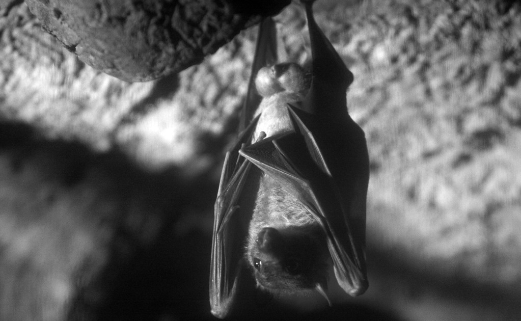 Nueva especie de ébola en murciélagos podría infectar a las personas