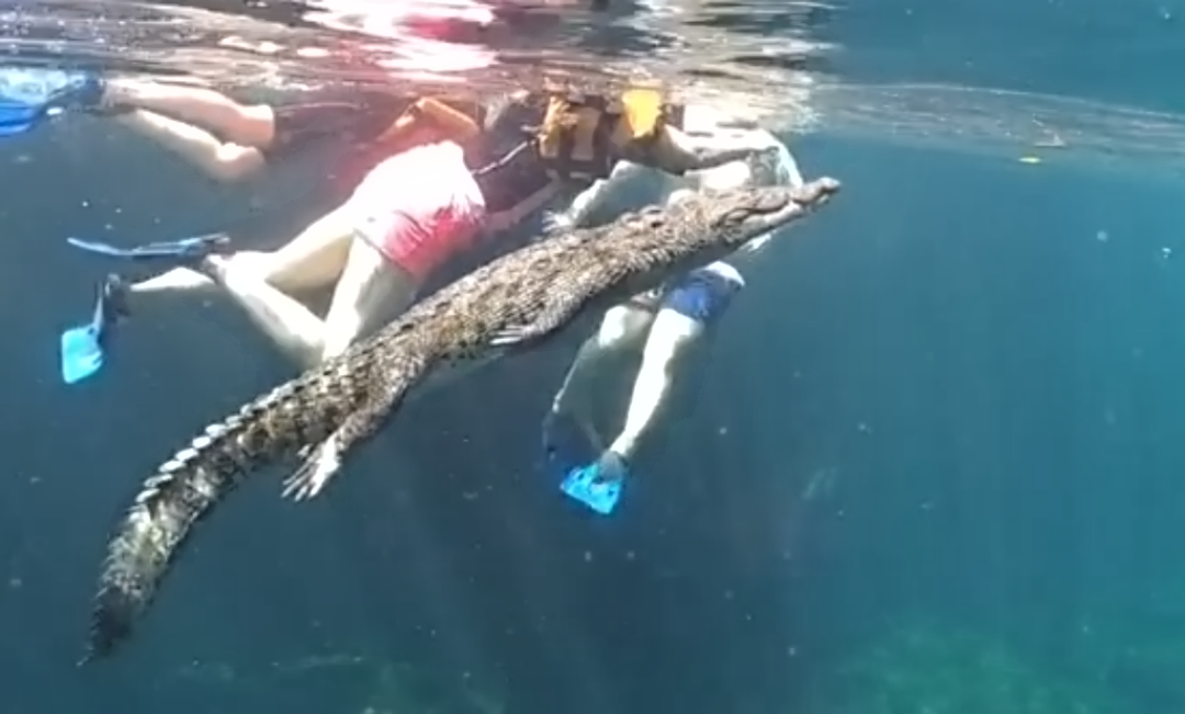 Panchito, el cocodrilo que nada con turistas en un cenote de Tulum