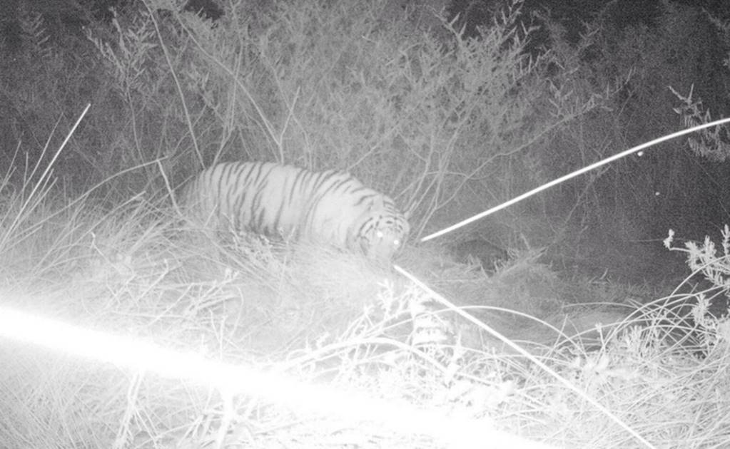 Intensifican búsqueda en perímetro donde deambula tigre Ankor