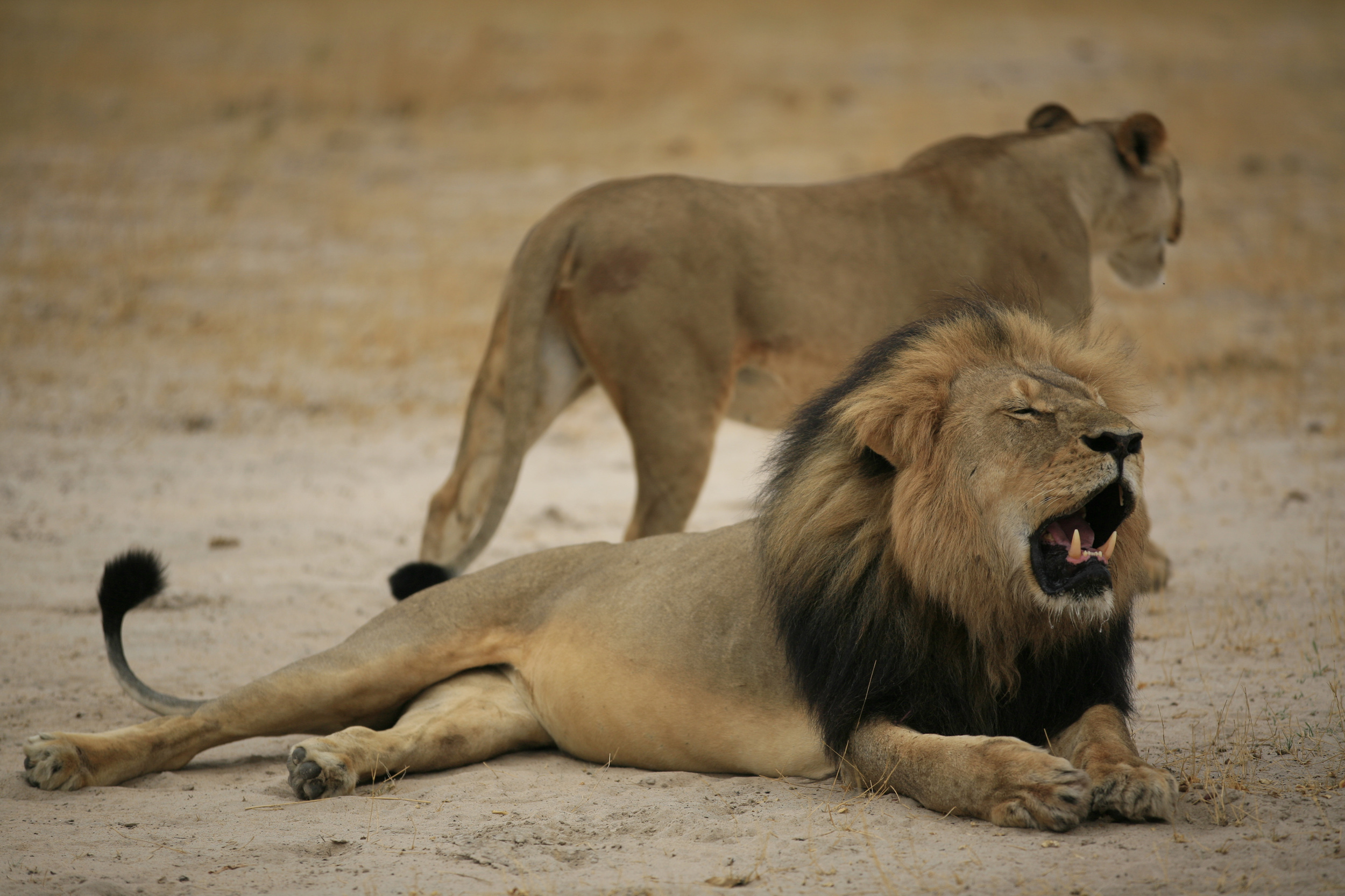 Xanda, el hijo mayor del famoso león Cecil, muere a manos de cazador