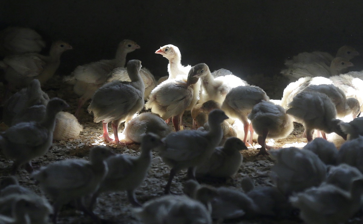 Aumenta temor por brote de gripe aviar en granjas de Estados Unidos