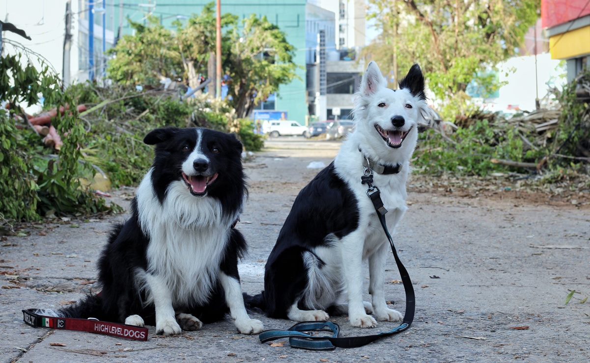 Conoce a Orly y Halley, los perros rescatistas que buscan a sobrevivientes en Acapulco tras el paso de "Otis"