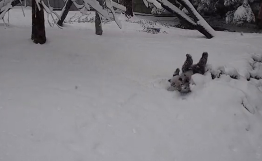 Captan en video a panda gigante jugando en la nieve; cautiva las redes