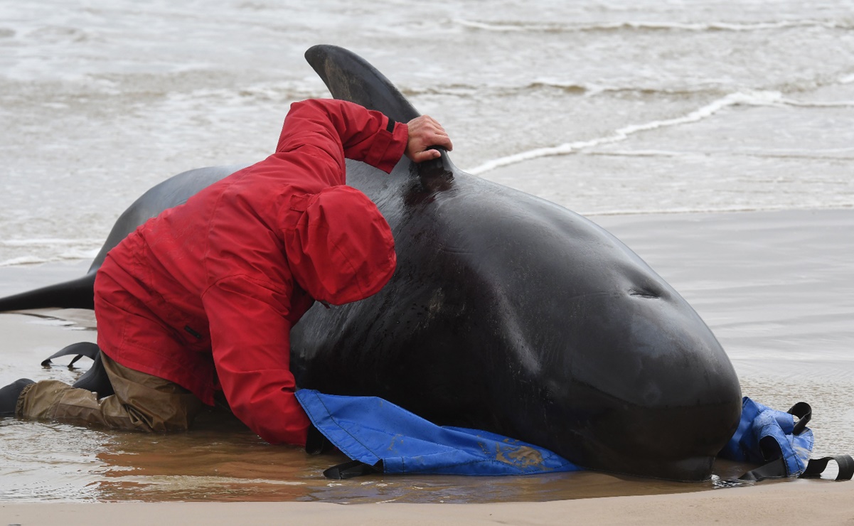 ¿Por qué quedan varados los cetáceos y cómo son rescatados?