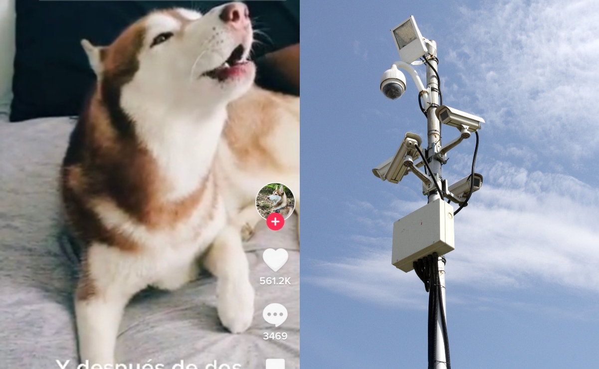 El perro alarma sísmica es la estrella de TikTok