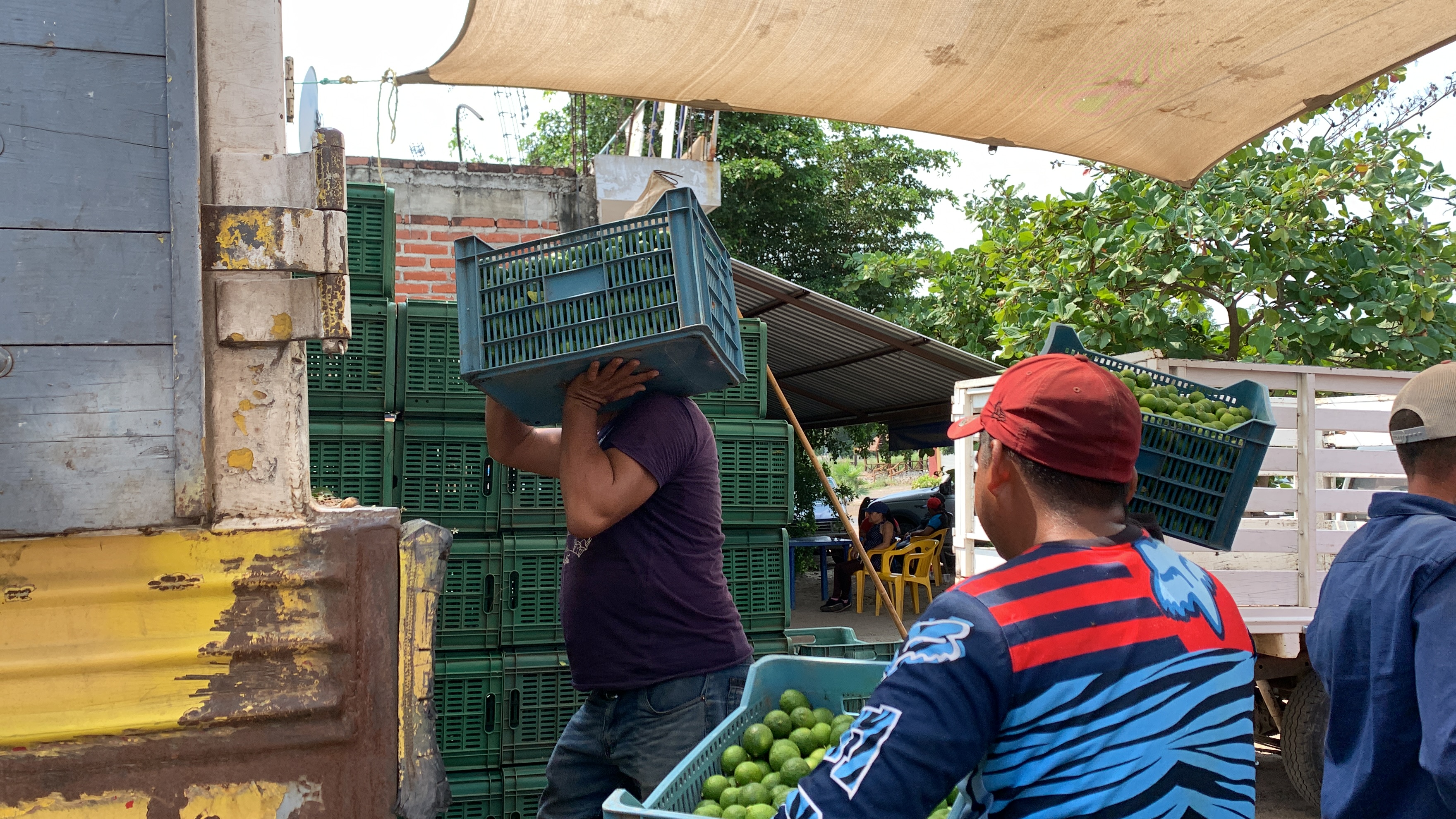 Limoneros reanudan producción bajo nuevas cuotas de los criminales