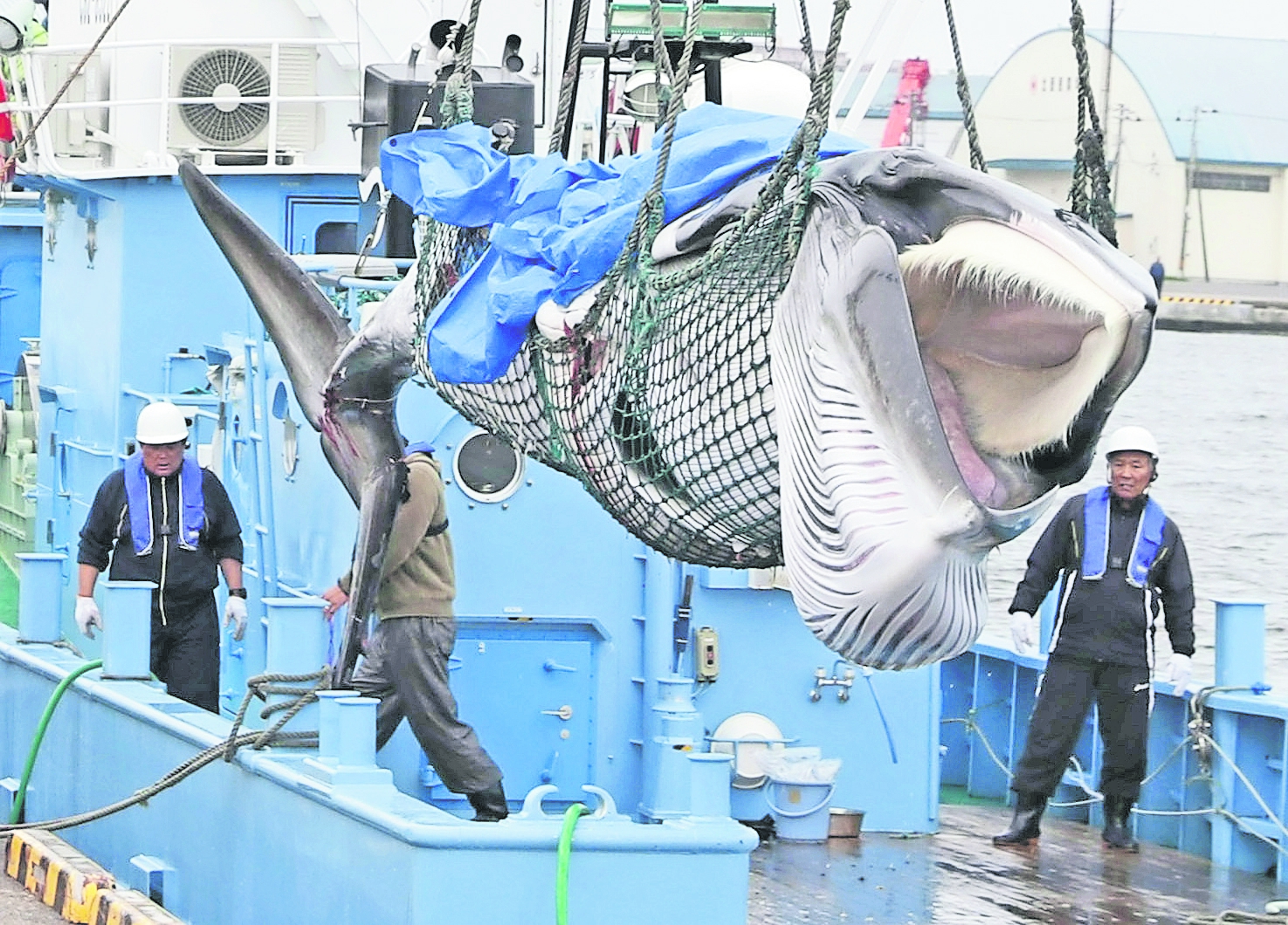 Retoma Japón la caza de ballenas