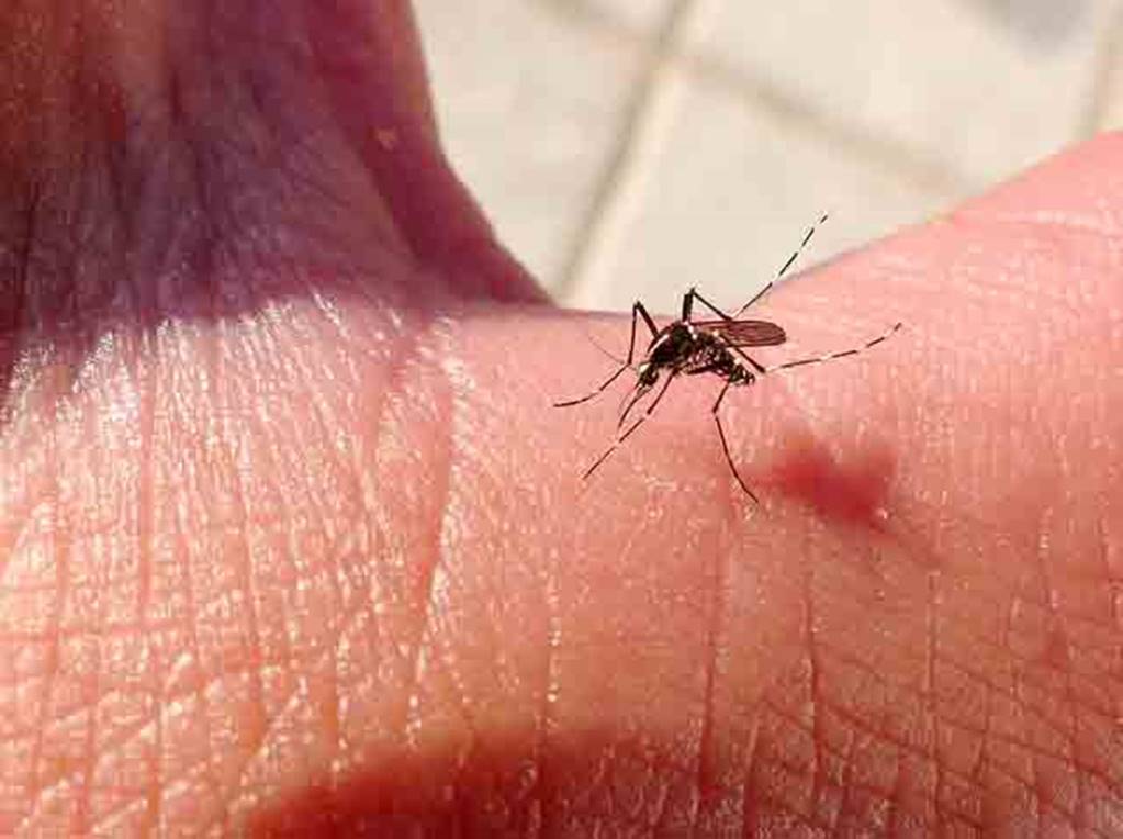 Los daños del 'Aedes aegypti'